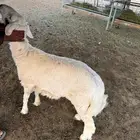 للبيع طلي