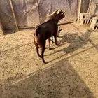 خميس مشيط