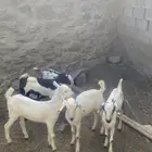 تيوس للبيع