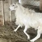 فحل ضان شرط