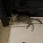 قطه ضايعه