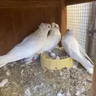 حوز مصري مالطي