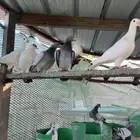 جميع انواع الحمام للبيع