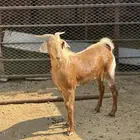 تيسين ذبايح