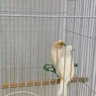 جوز كناري