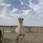 ناقه