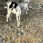 جفرات للبيع في بيشة