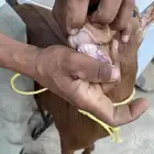 تيوس دهم محايلية