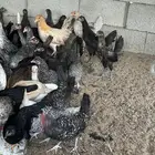 صوص بلدي ( فراريج ) العمر 3 اشهر