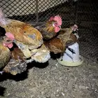 للبيع دجاج بلدي