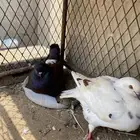 السلام عليكم ورحمة الله وبركاته