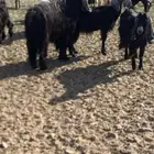 تيس مشروط