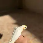 طير كروان مفقود في بوسحبل- النزهه