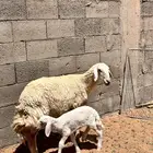حريه صنننف الصنف ثنيه