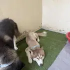 كلب هاسكي للبيع