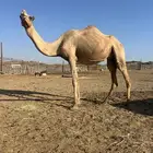 ناقه وولده