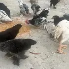 دجاج للبيع