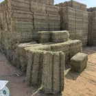 برسيم صافي جندر فاخر