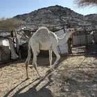 قعود عفرا على الحليب