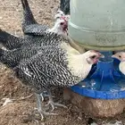 دواجن