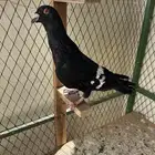 شكلي