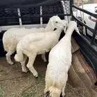 رخال