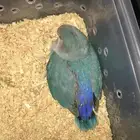 طير روز صحة وحجم ما شاء الله ( الحمدلله تم البيع )