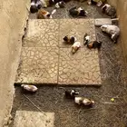 وبرة نظيفة وبشعر كثيف (أمريكي- فرنسي- بلدي)