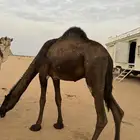 قعود للبيع