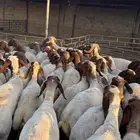جذعات نعيم فاخره