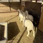 للبيع 4 طليان