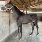 مهرة عربية شعبية فاخرة