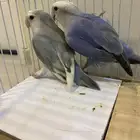 طير روز زوج