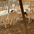 ضأن ميديات رفيدي دفيع شرط