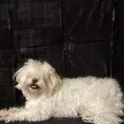 كلاب