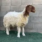 ذبايح للبيع مقفله