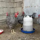 ديوك الامروك الامريكي دم صافي