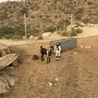 جفرتين بيشية على الحليب حقت حنيذ