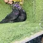 للبيع طبه بخاره اسود لمعه