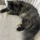 قطط لتبني