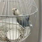 عصفور روز للبيع