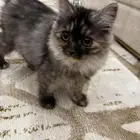 قطوة شيرازي