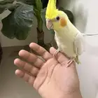 للبيع كروان متكلم لاتينو عيون حمر