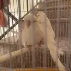 عصافير حب بادجي انجليزي سوبر جامبو