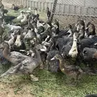 بط م صري للبيع