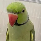 كروان و دره طيور