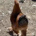 4 ديك براهما بوف أعمار فوق 7 اشهر