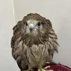 للبيع
