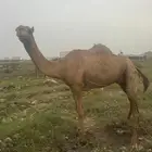 ناقة عرضية