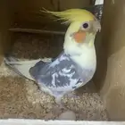 جوز كروان منتج